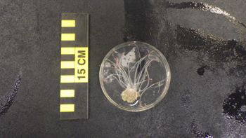 Media type: image;   Invertebrate Zoology 153120 Description: live specimen;